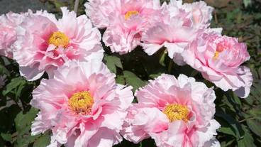 観光スポット / 12