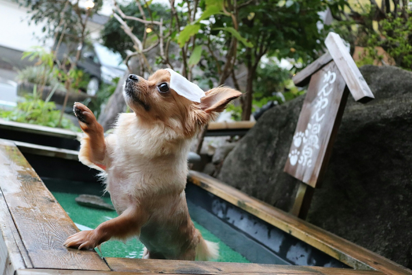 温泉に入る犬