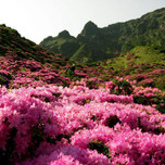 【全国】力強く咲く姿に元気をもらおう♪「めずらしい野の花」に会える観光スポット8選
