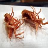 てんぷら 真（テンプラマサ）