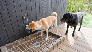 Rakuten STAY VILLA 那須 / [ペット同室可] 10名定員 禁煙