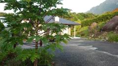 宿 天豆（sora mame）