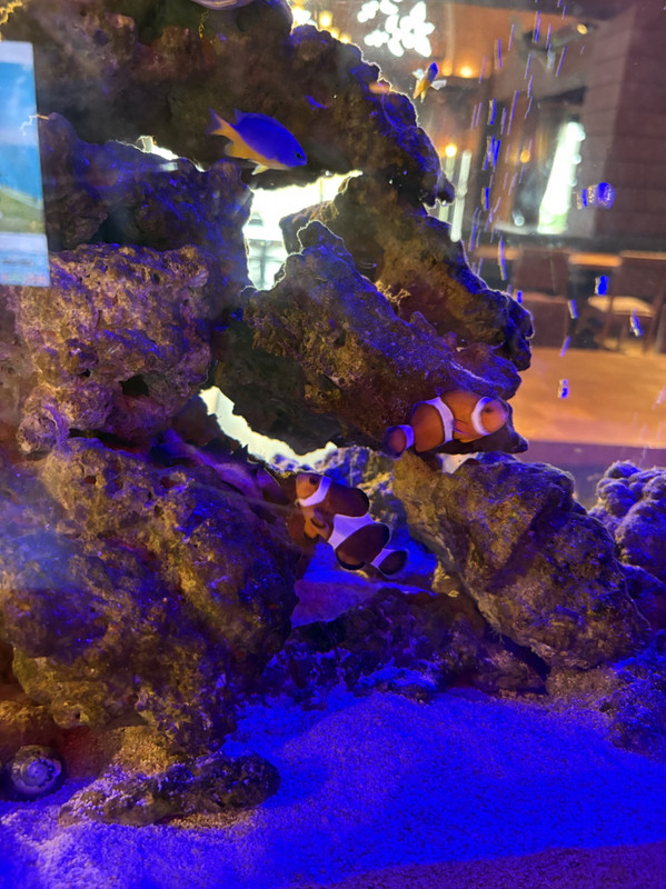 ニモ3匹