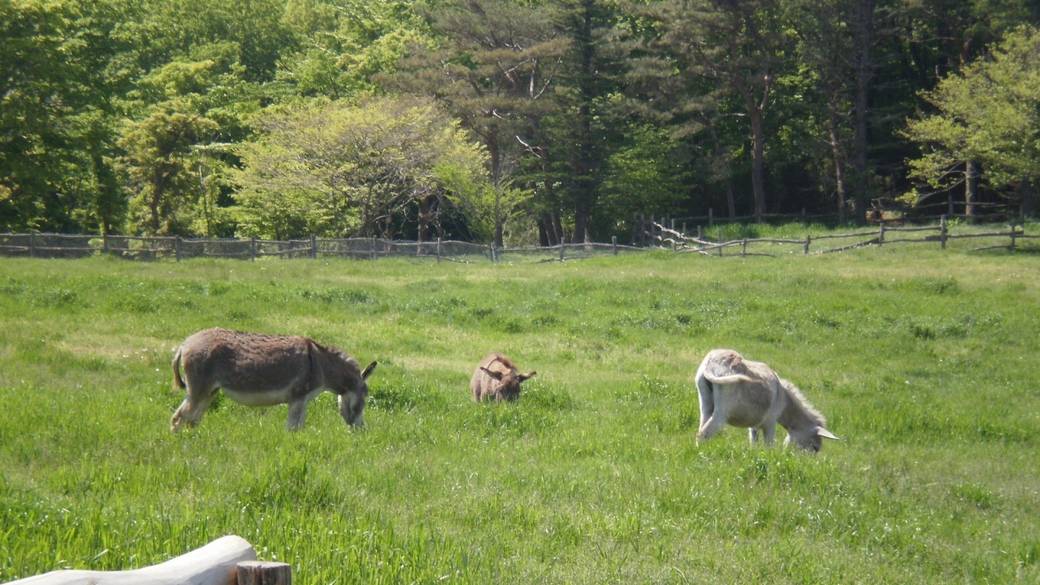 那須高原 南ヶ丘牧場 / 2
