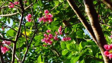 ココ ガーデンリゾート オキナワ（ココガーデンリゾートオキナワ） / 5