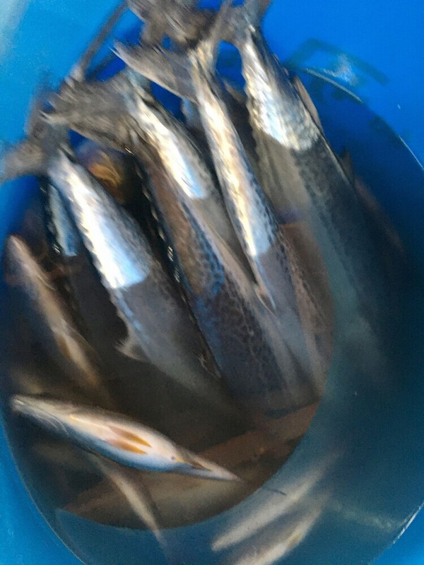 釣り