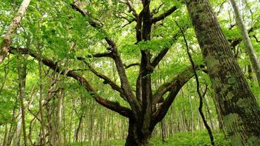 ノンノの森 森林セラピー体験(※イメージ) / 5