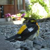 祖谷の宿 かずらや（徳島県 旅館） / 2
