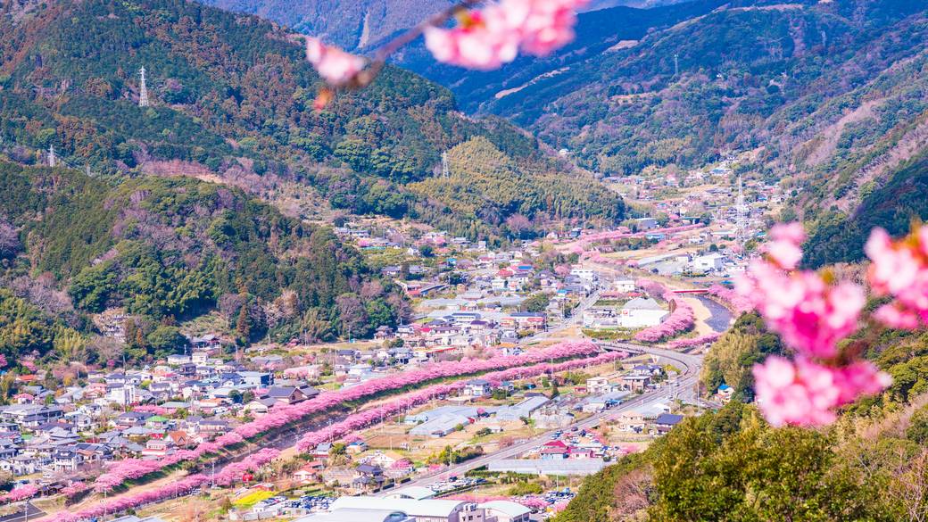 早咲きの桜で有名な河津桜 / 2