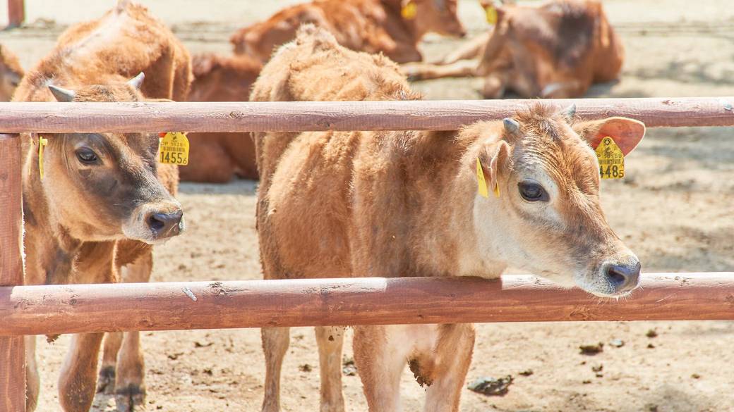 りんどう湖ファミリー牧場④ / 4