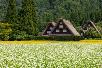 [World Heritage] Shirakawa-go in winter: Gassho-zukuri houses and blue sky [Gifu]