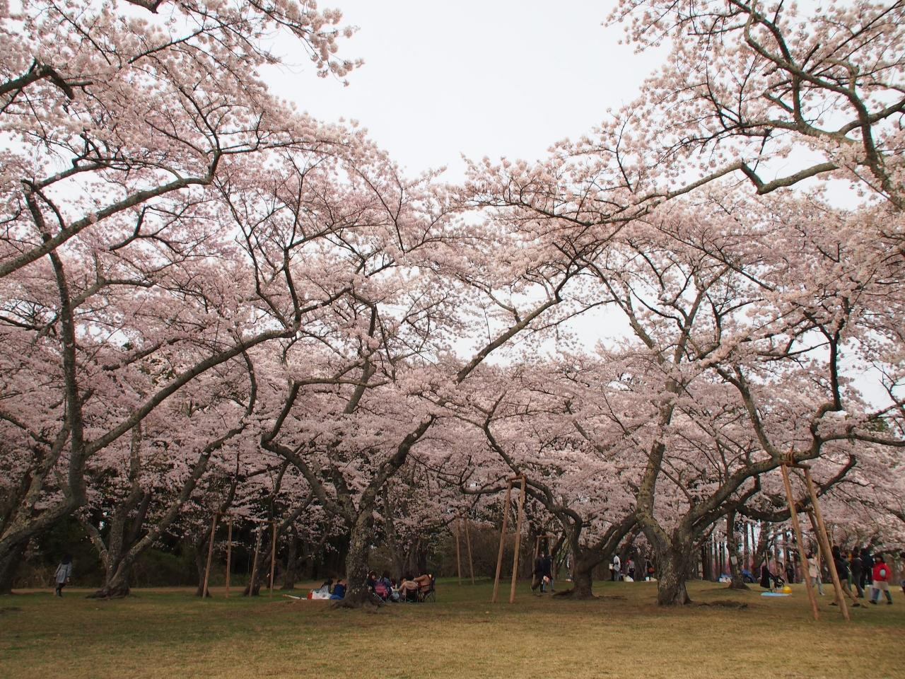 4.三神峯公園1559218