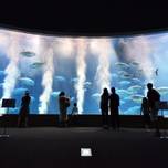 600種以上の海の生き物が観られる！葛西臨海水族園って？