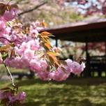 北海道・道南の桜名所「オニウシ公園」で稀少な桜で花見とグルメ