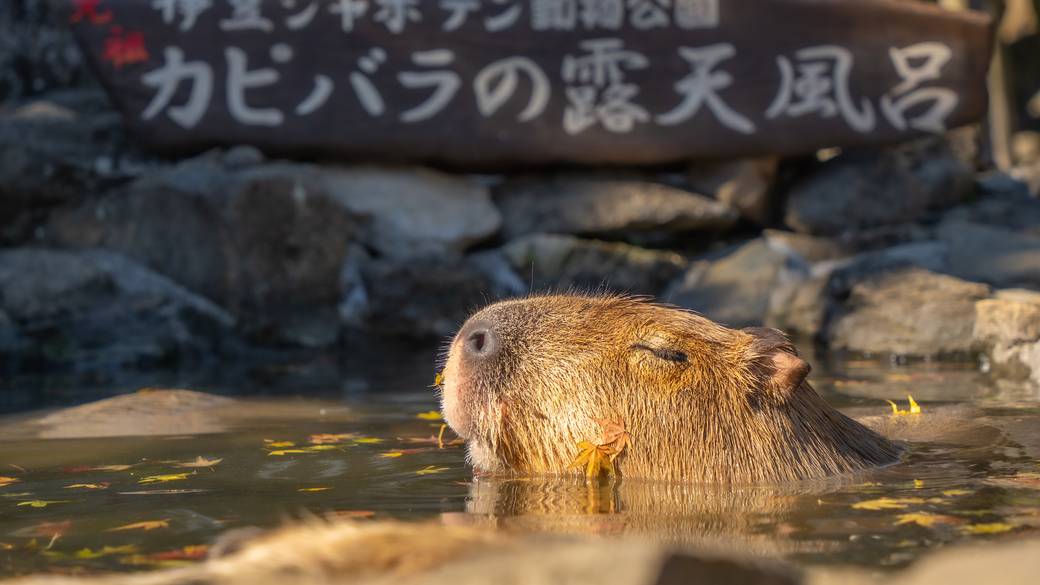 伊豆シャボテン動物公園 / 4