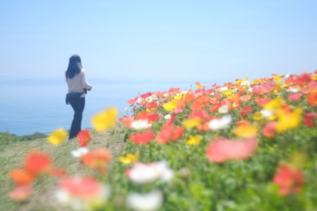 Awaji Hanasajiki Salvia Field