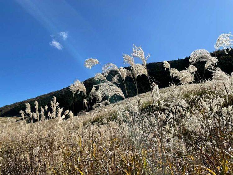 徒歩で絶景の
すすき草原へ / 1