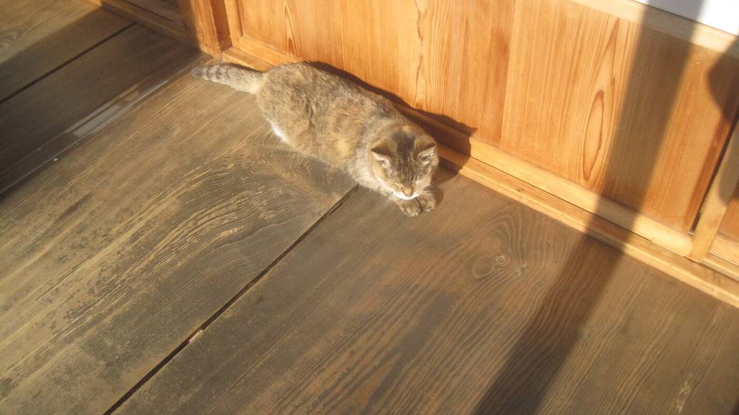 「角上楼」の看板猫② / 2