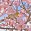 兵庫県で桜の絶景を！一度は行きたいおすすめのお花見スポット9選