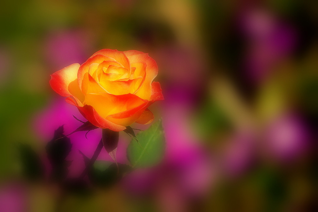 おすすめ観光地♪12もの庭園が点在する「アカオハーブ＆ローズガーデン」3521618