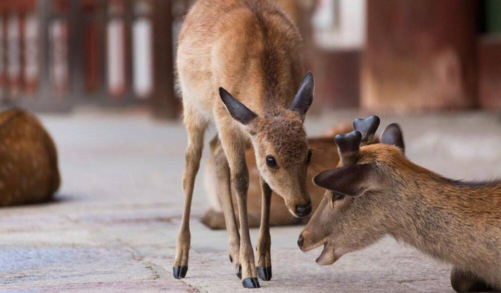 奈良公園周辺の鹿 / 5