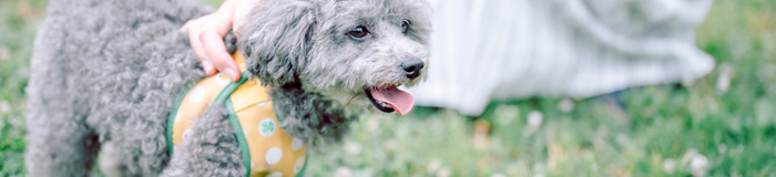 伊勢志摩・鳥羽のペットと泊まれるホテルおすすめ13選！愛犬とお泊り旅を／三重