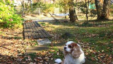 テラス / パティオ / 9