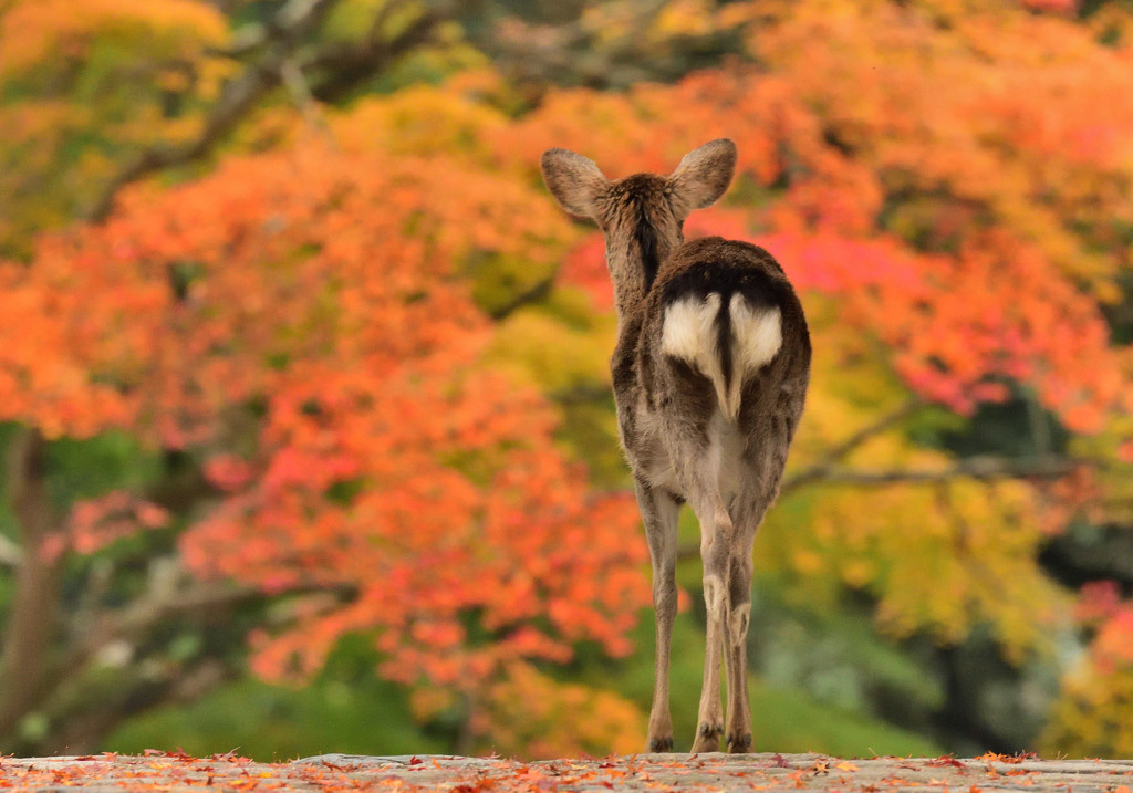 悠久の歴史を刻む奈良で、今の自分に向き合う旅3930766