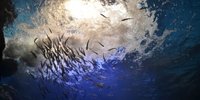世界初の凍った水槽や滝つぼが注目される北見の「山の水族館」
