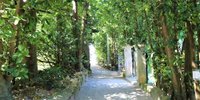 静かな沖縄旅へ。癒しに満ちた「備瀬のフクギ並木周辺」のホテル5選