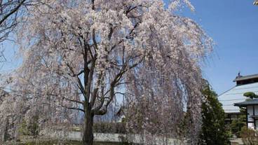 観光スポット / 25