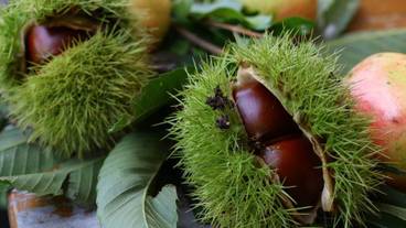 食事・飲み物 / 34