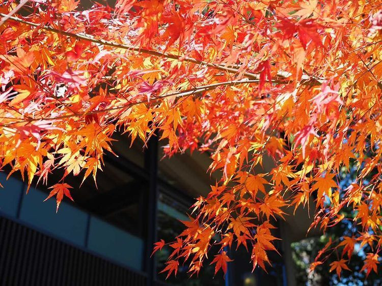 kuromame_ranmaruさんの写真 / 1