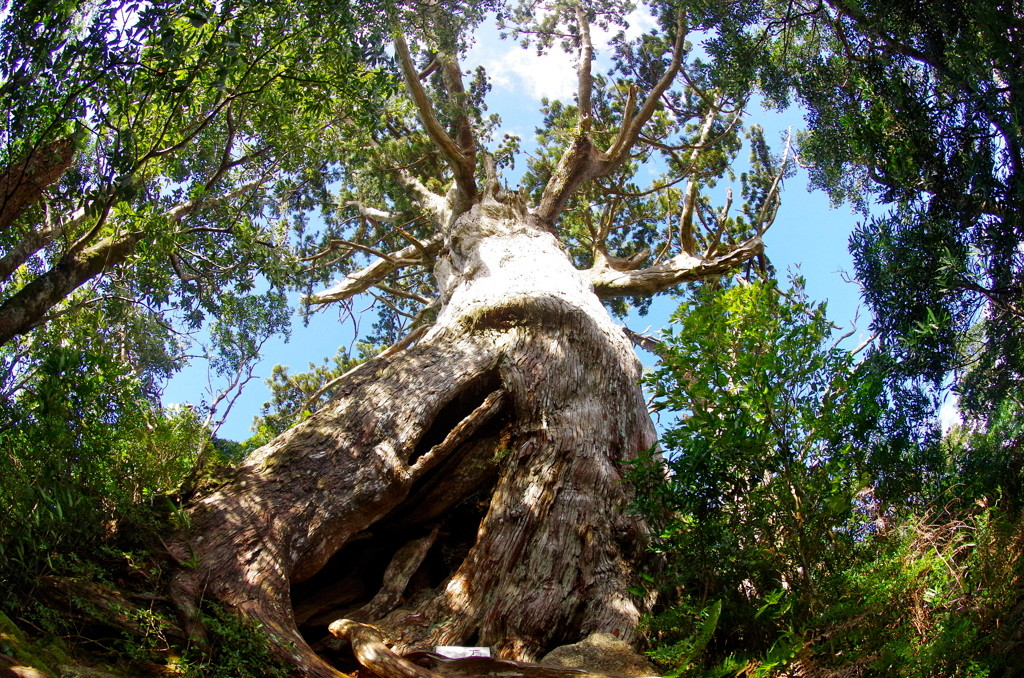 人気のガイド付きトレッキングツアーに申し込める♪4082943