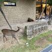 鹿さんがお出迎え