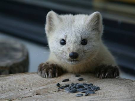 奥屈斜路温泉 ランプの宿 森つべつ / 2