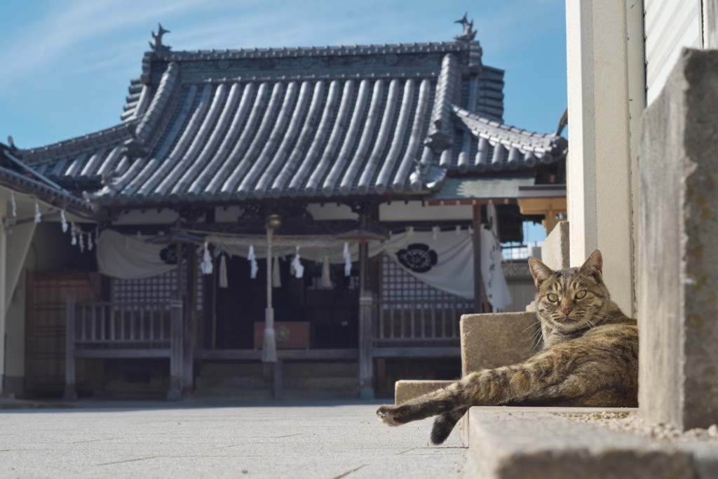 周辺にはかわいい猫がたくさん♪3440795
