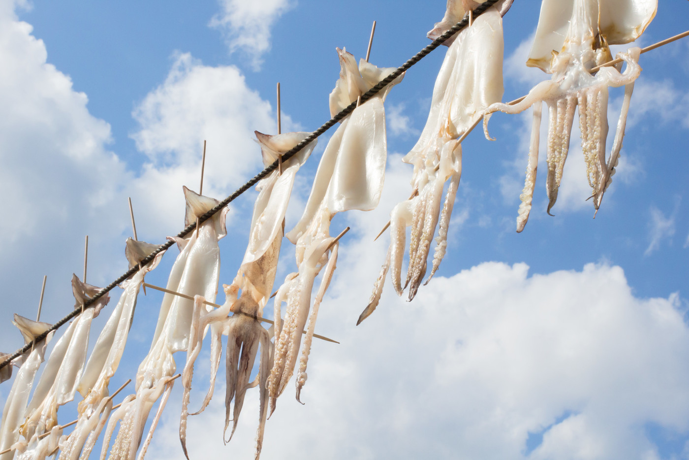 佐賀県呼子の、いかはいかが。　