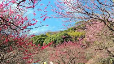 ランド ビュー / 35