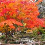 もみじと美味しいグルメを堪能♪広島でおすすめの紅葉スポット6選
