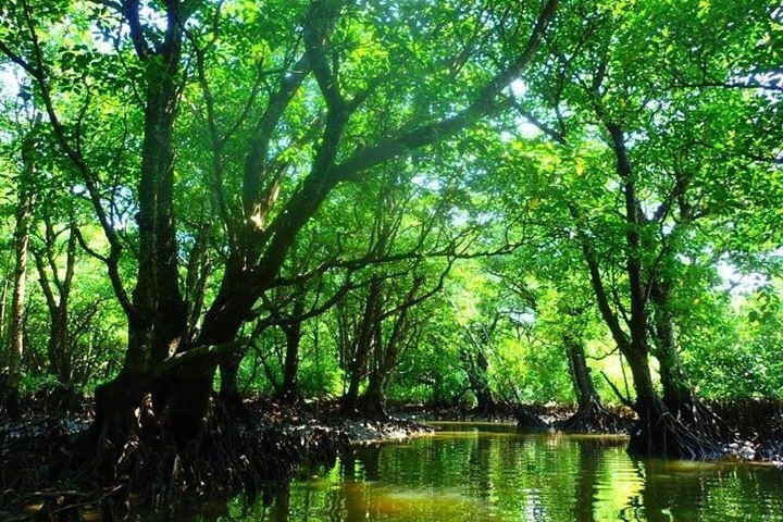 西表島で大自然に触れてパワーチャージ3357940