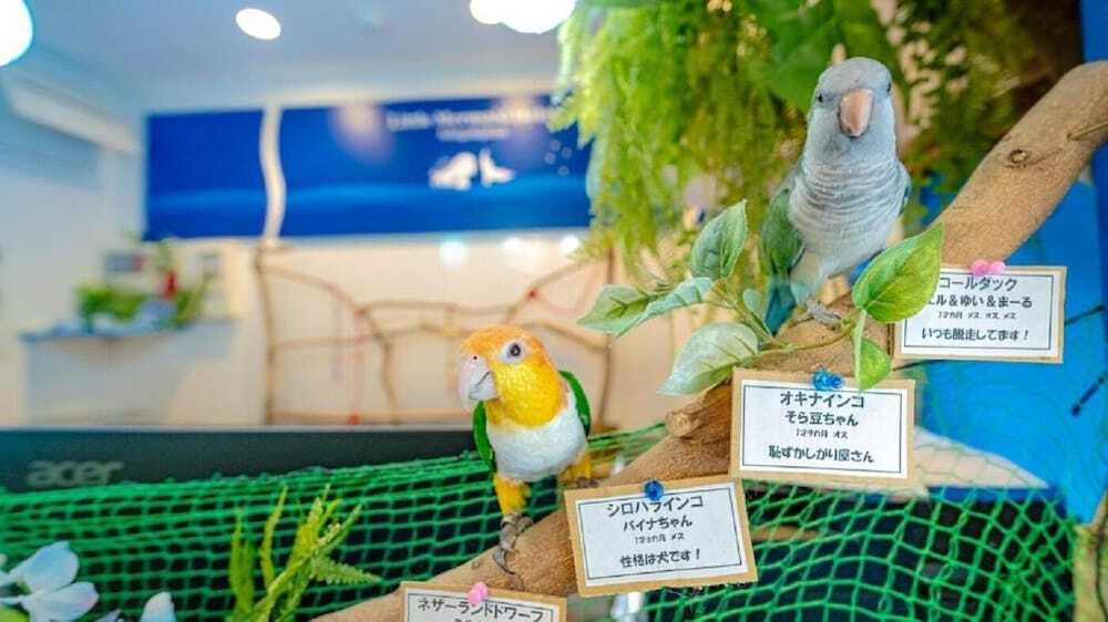 部屋に電子レンジや電気ケトルが完備！動物とも触れ合いながら島生活を疑似体験3411303