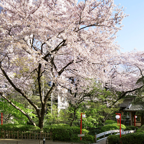 日本庭園　春の桜