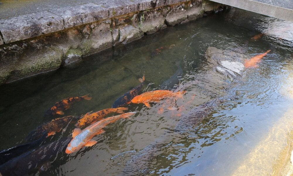 ウォーター ビュー