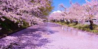 【弘前市周辺】心はなやぐ春の青森へ♪女子旅におすすめの観光スポット＆カフェ7選