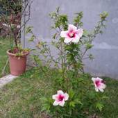 民宿 ザーバル 石垣島(沖縄県 民宿) / 3