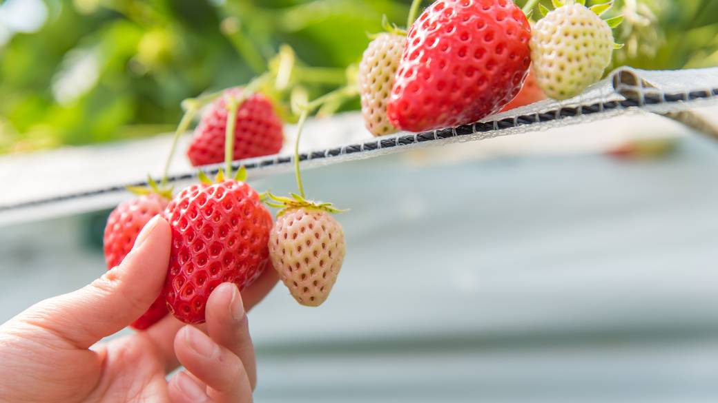 甘酸っぱい春の思い出
伊豆長岡のイチゴ狩り / 1