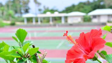 テニスコート / 7