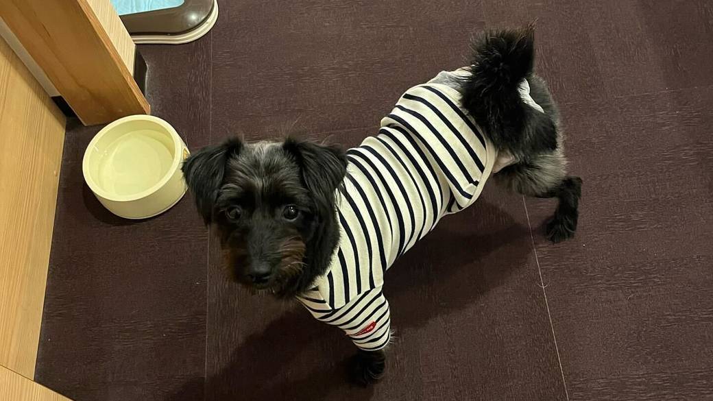 愛犬と一緒に
楽しんだ鳥羽の旅 / 4