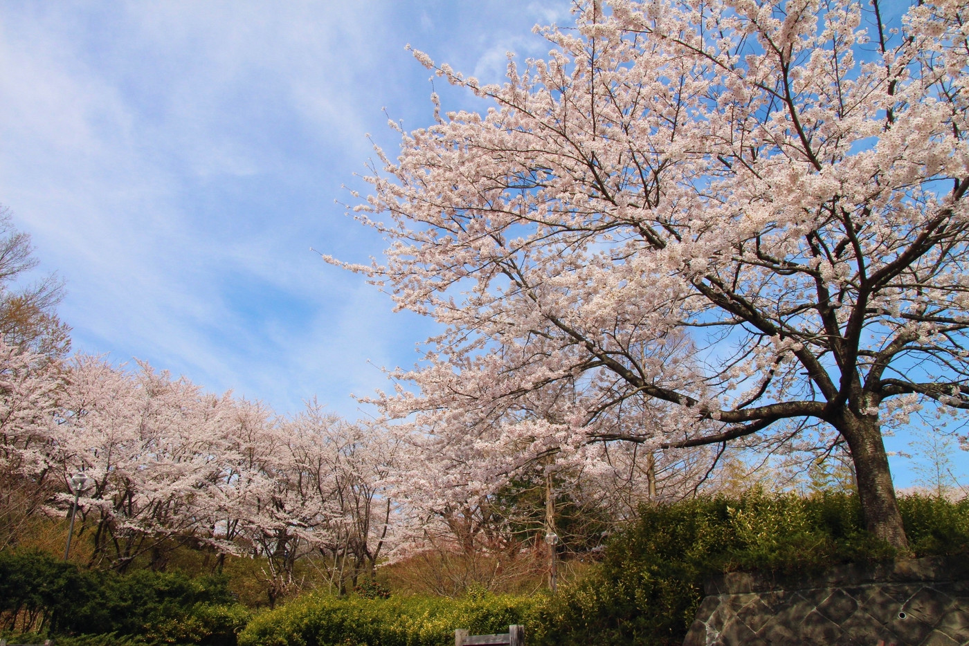長命館公園(長命館跡)の桜 宮城県仙台市泉区加茂